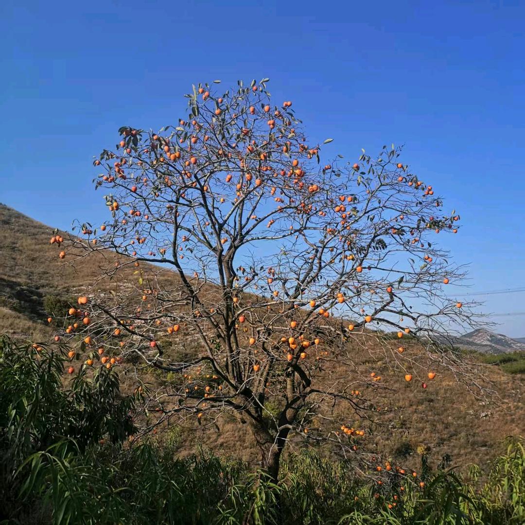 沂蒙山🍎水果篮子