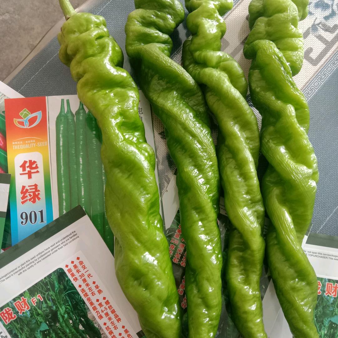 潍坊昌乐泽同种业