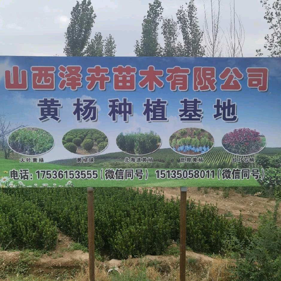 山西泽卉苗木有限公司