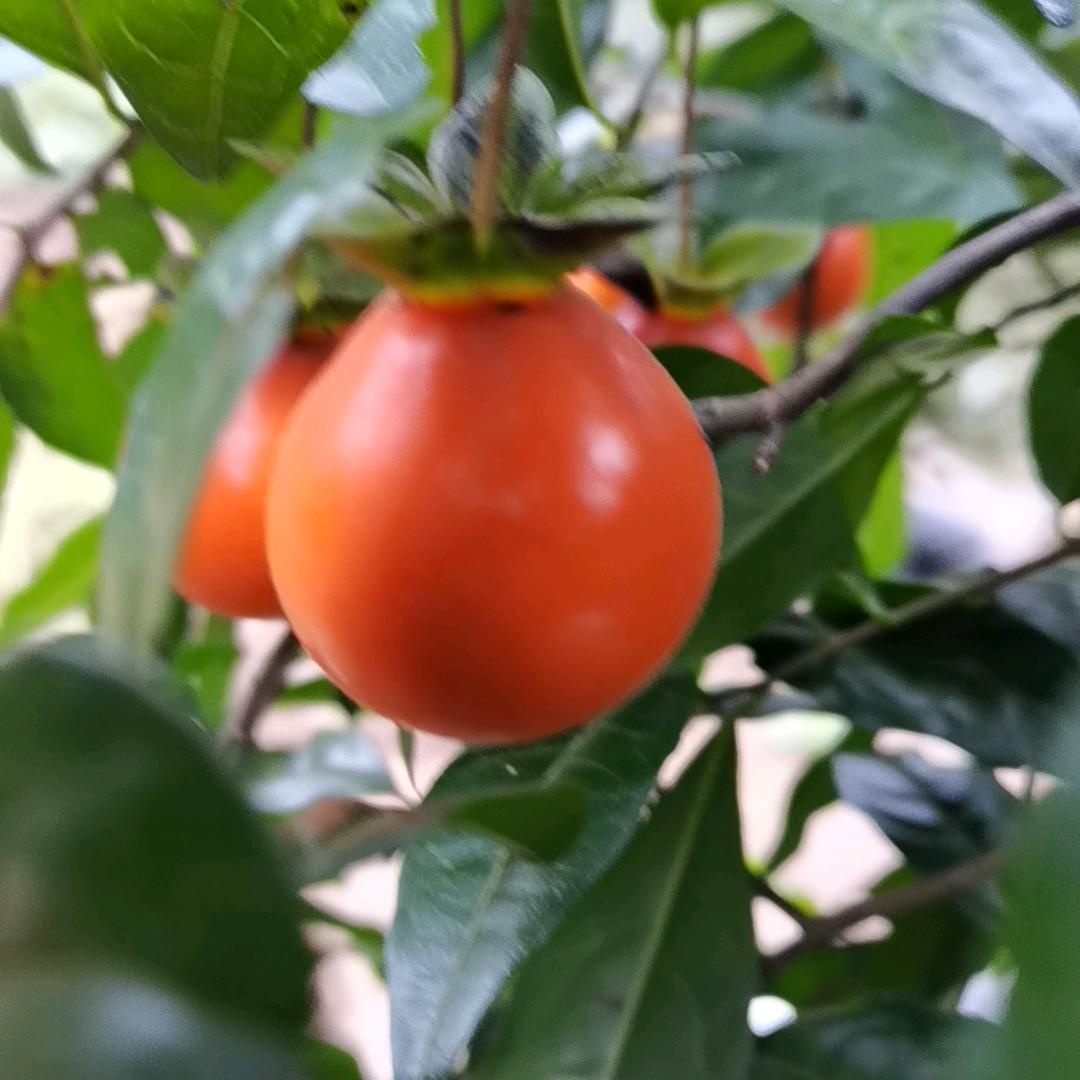 温馨园艺
