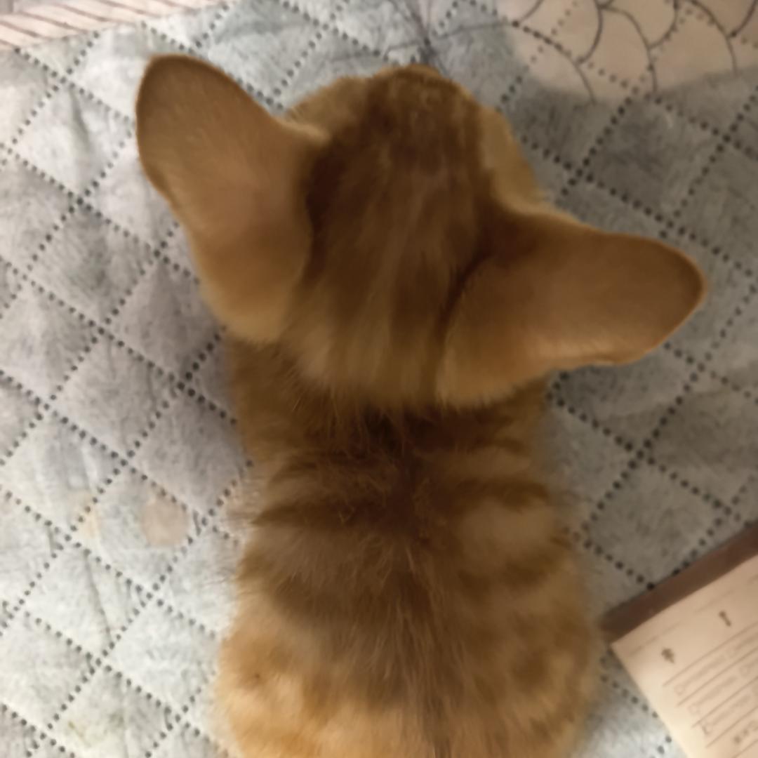 苏苏