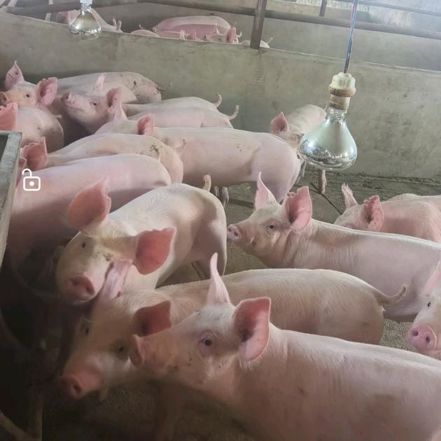 小兰育种工作室