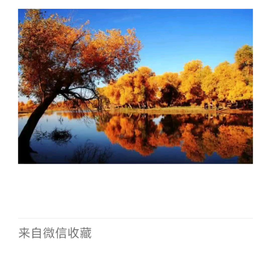 西域胡杨
