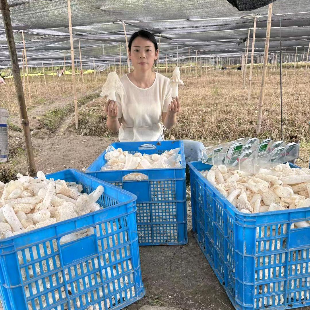 小莲食用菌