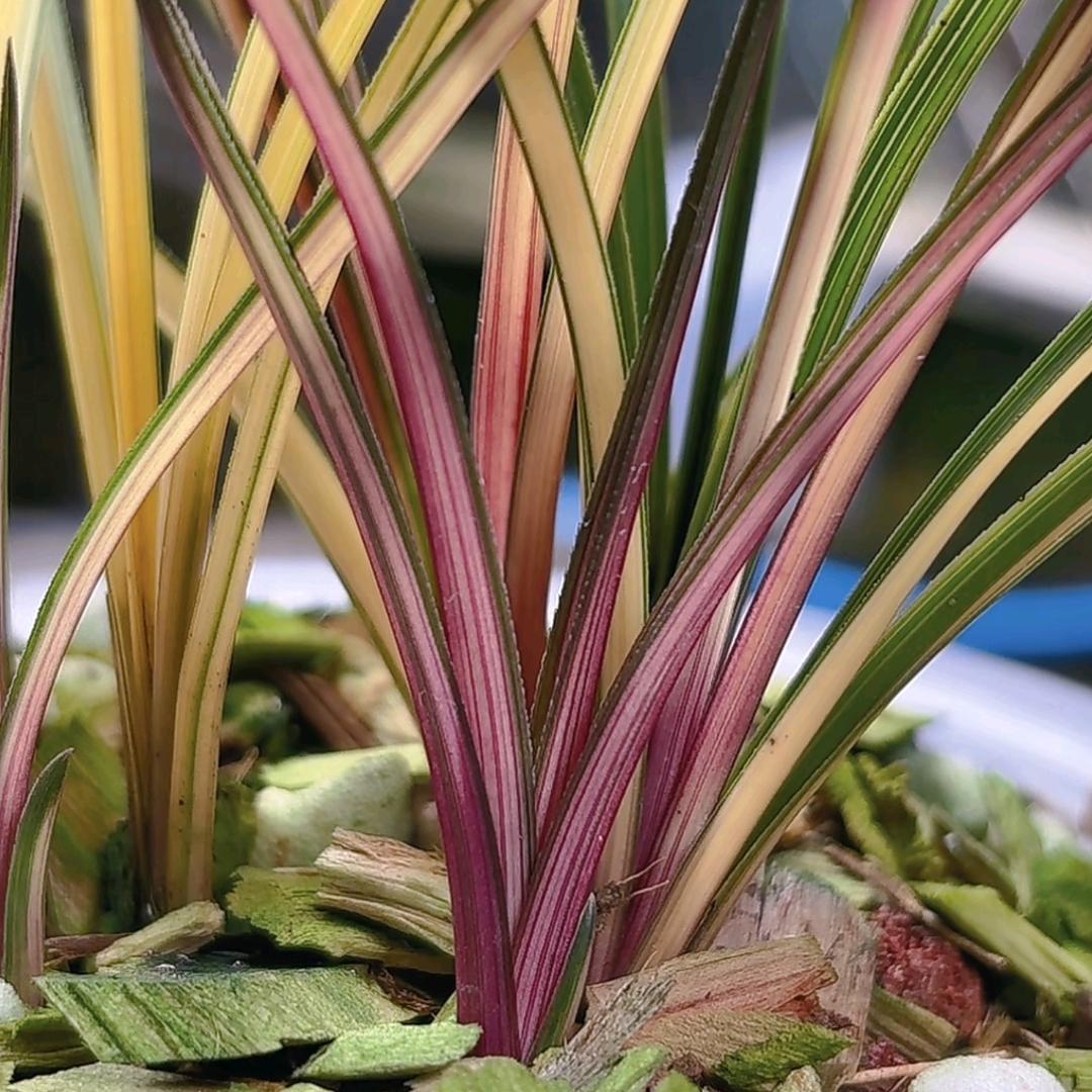 盘州市璟玥花卉种植基地