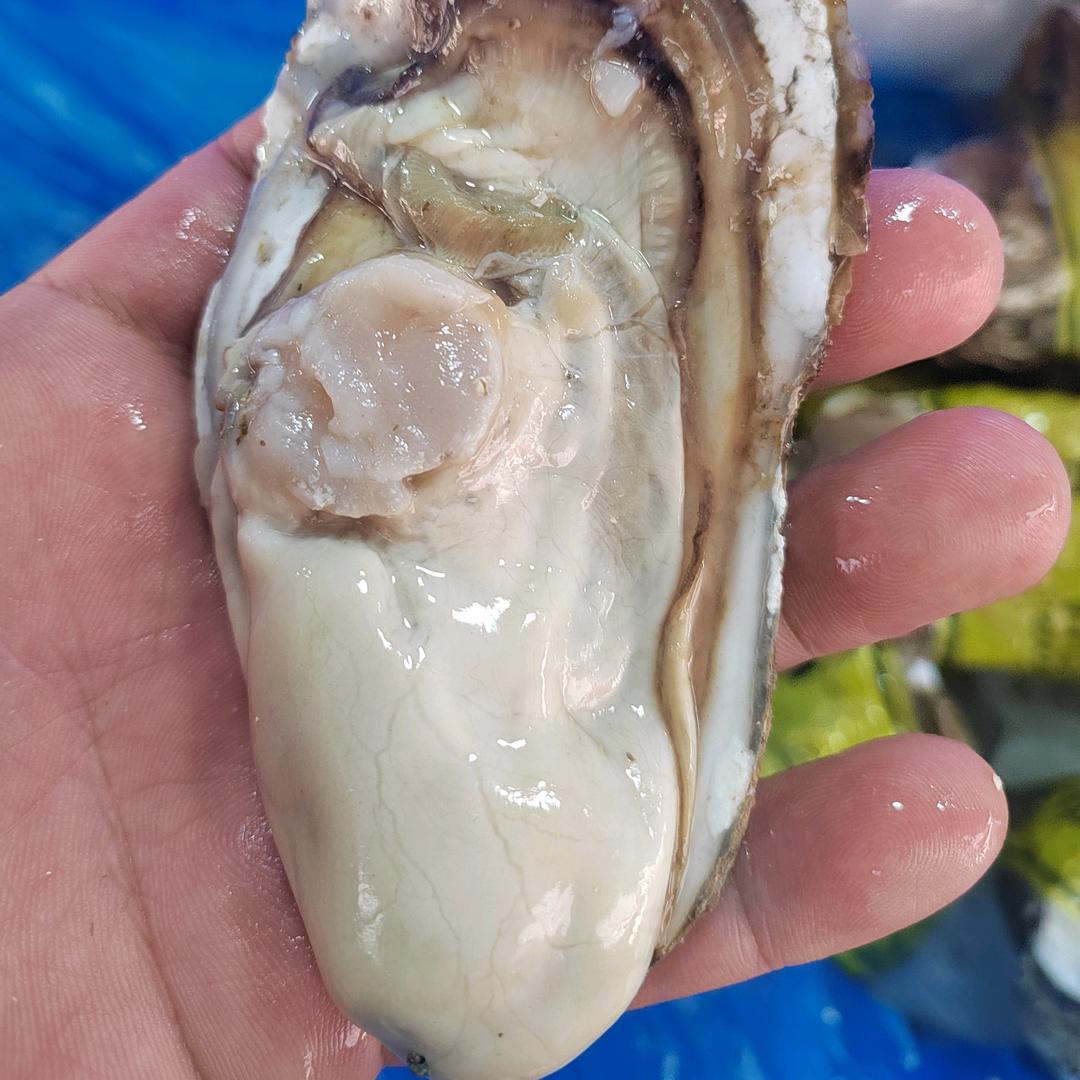 海皮虾海产