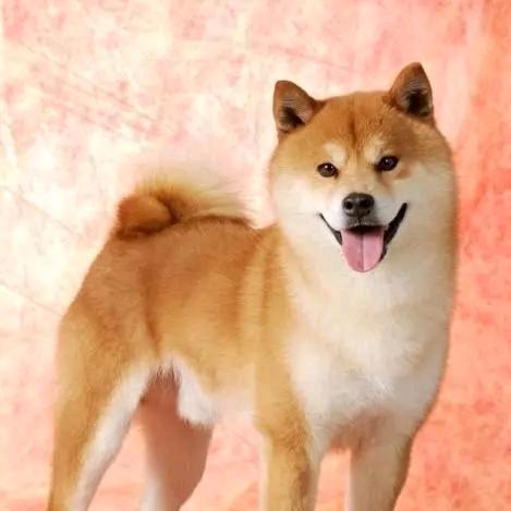 赣F☞小李-土狗养殖