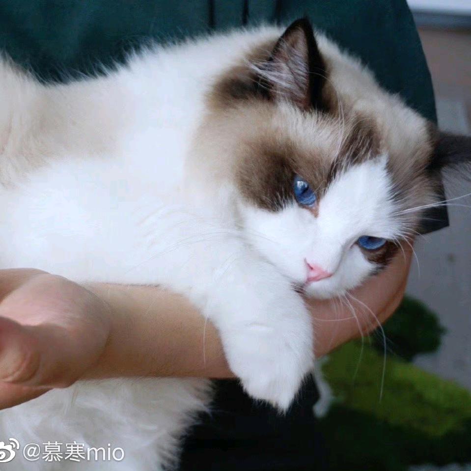 小霁不吃鱼