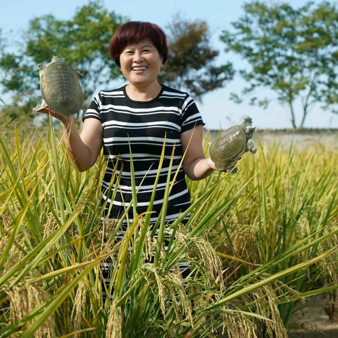 汪姐稻田甲鱼