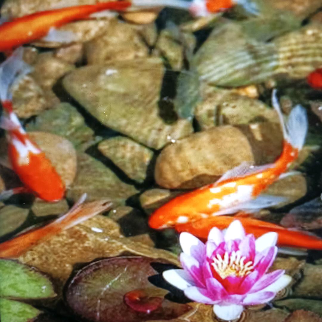 花王刘哥