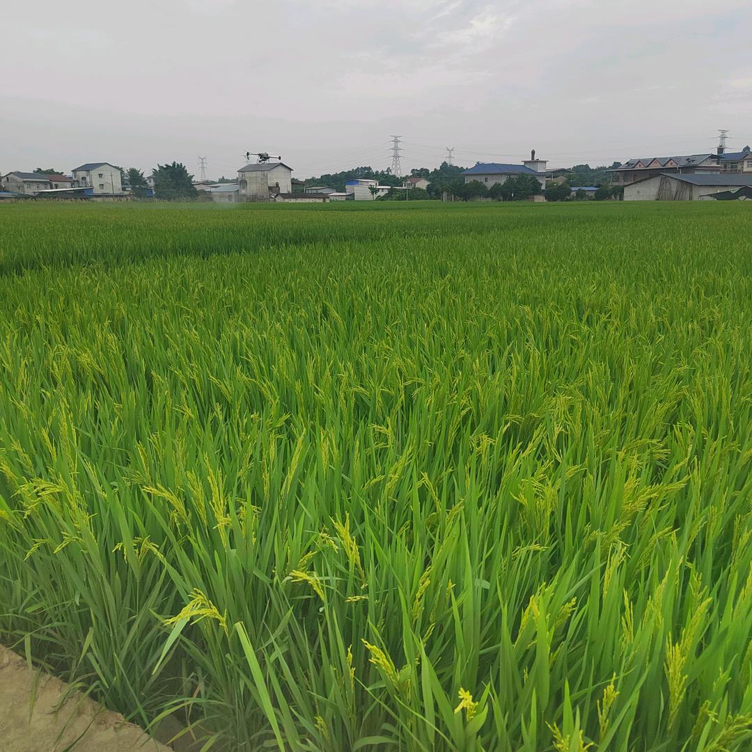 飞防小哥