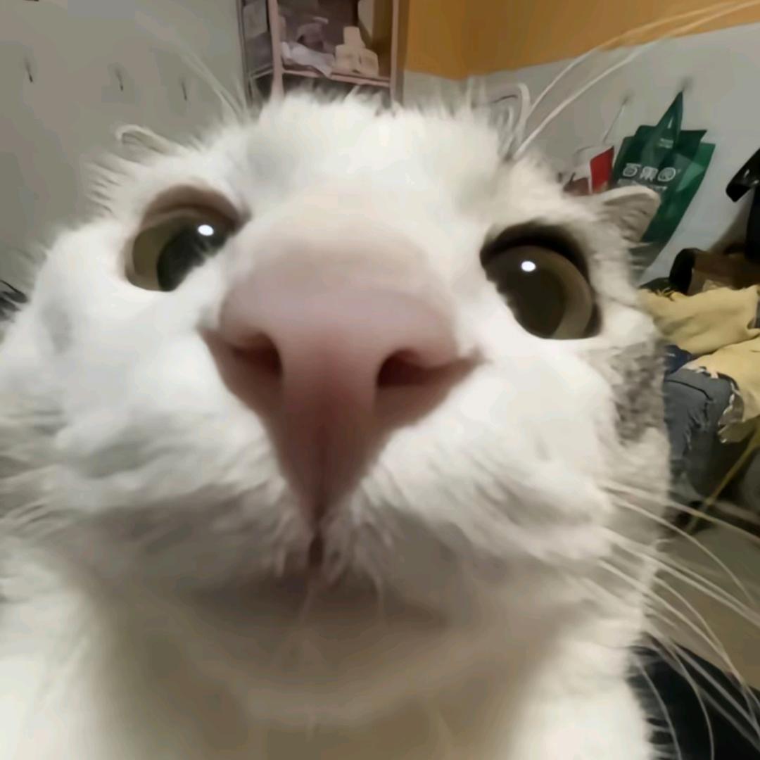 修贝