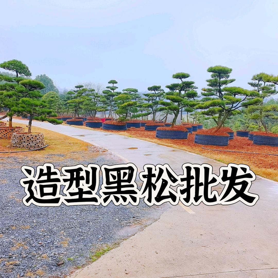 湖南景灿园林造型黑松基地