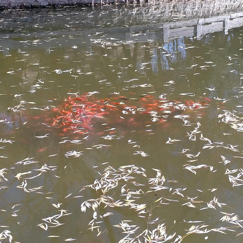 浅笑风华