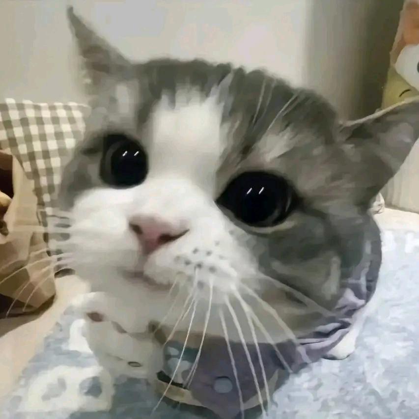 七月不胖