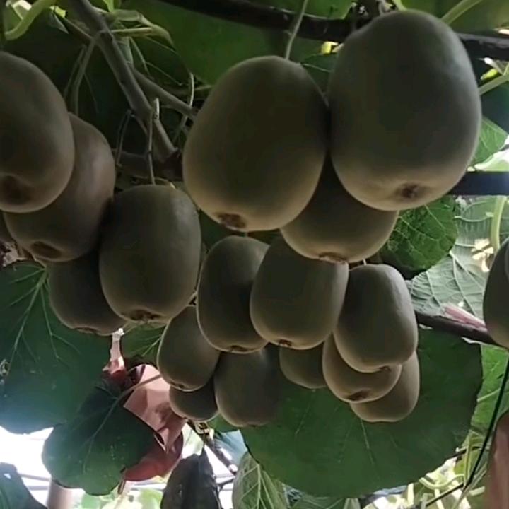 红心弥红桃