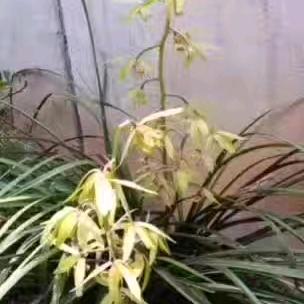 玖拾壹