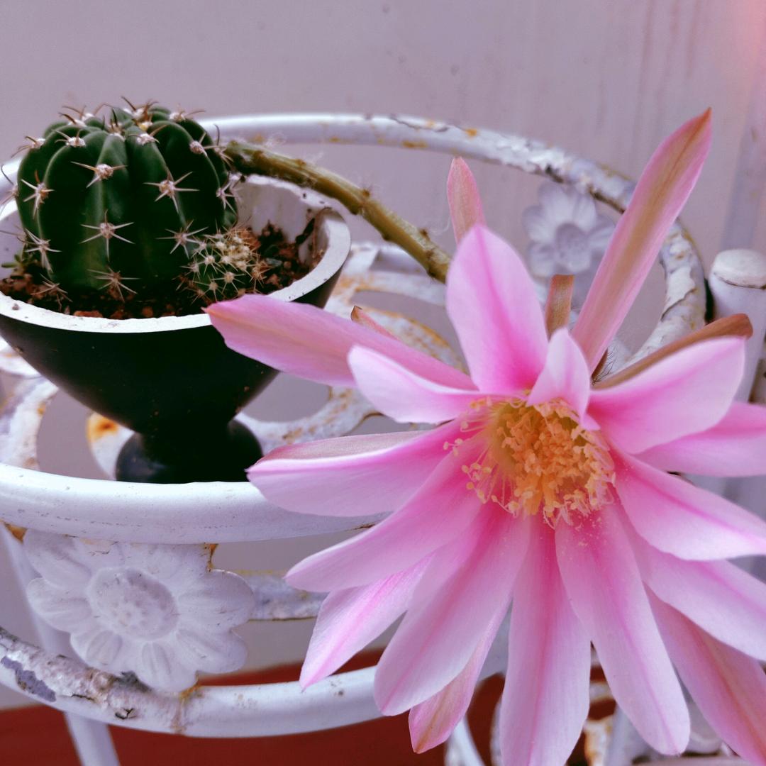 华姐酒瓶切割养多肉