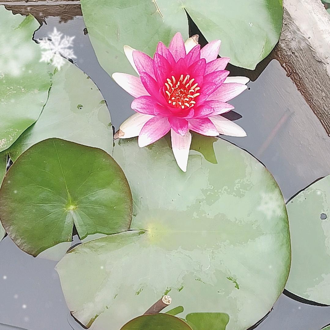 💓💘♥(｡￫v￩｡)♥廖事如神520