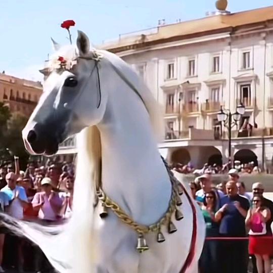 🇨🇳焦老大？🇨🇳。