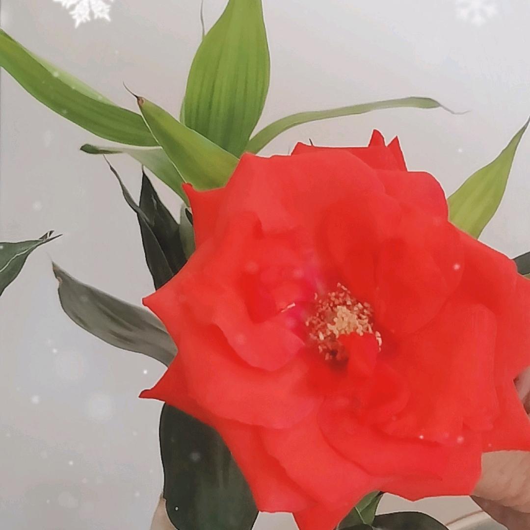 幸福家庭
