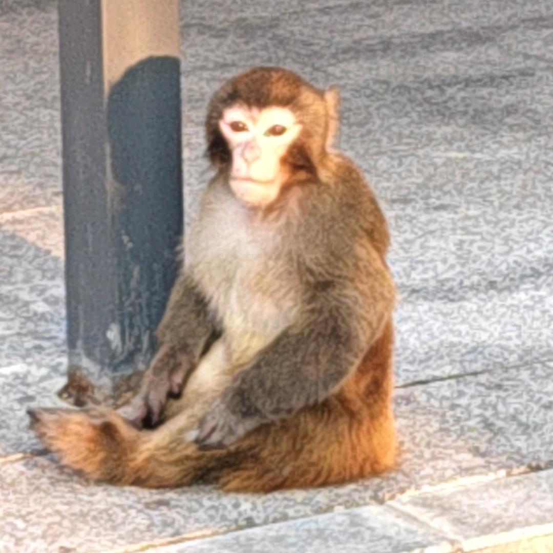 一只吗喽