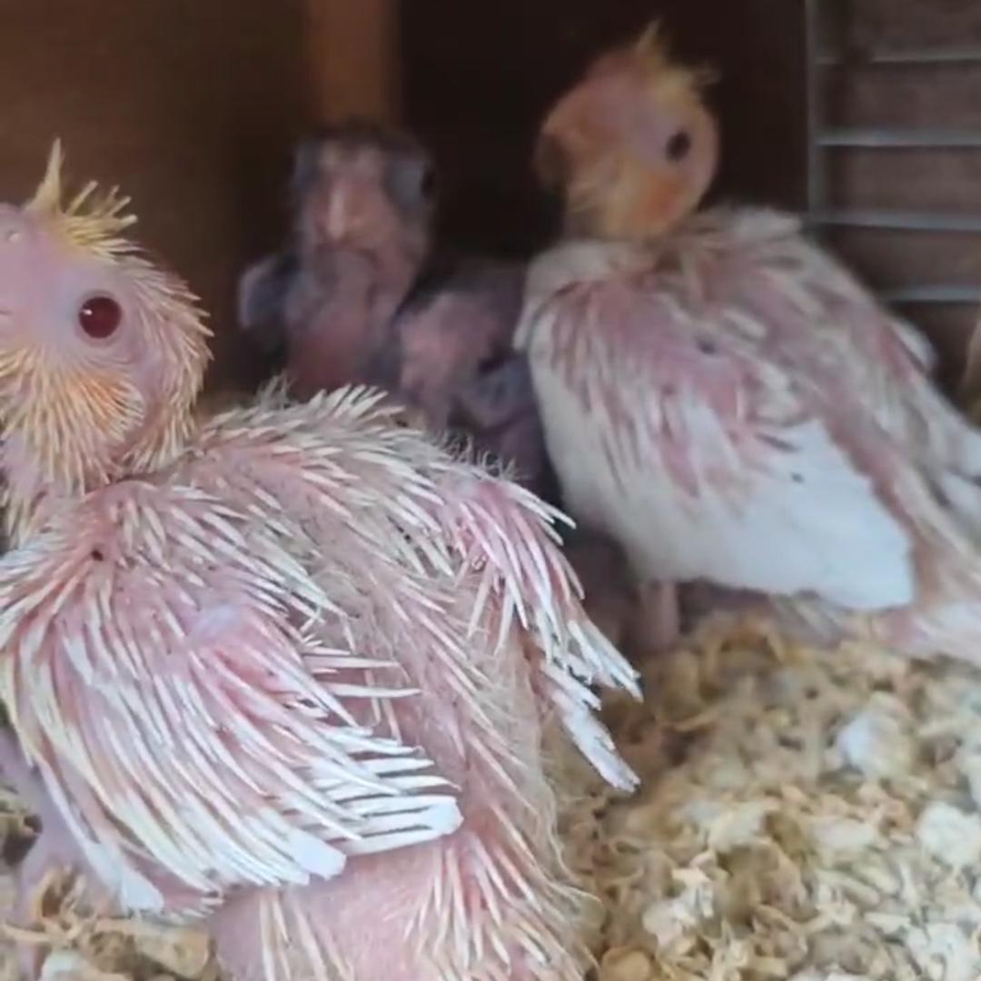 喜欢鹦鹉的肥猫哥