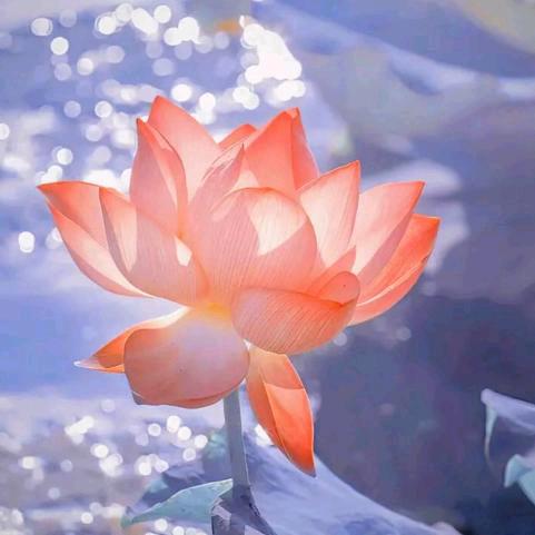 善缘阁(娟姐小号)