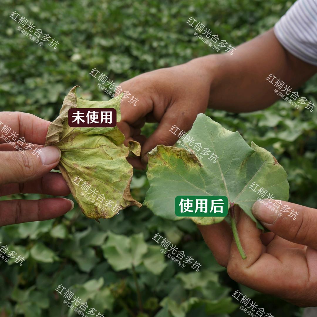 农院植物科