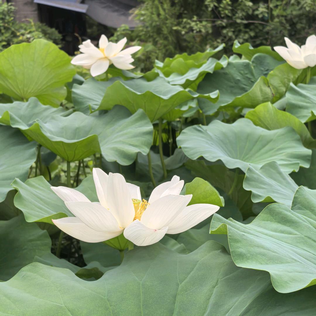 汪汪日常