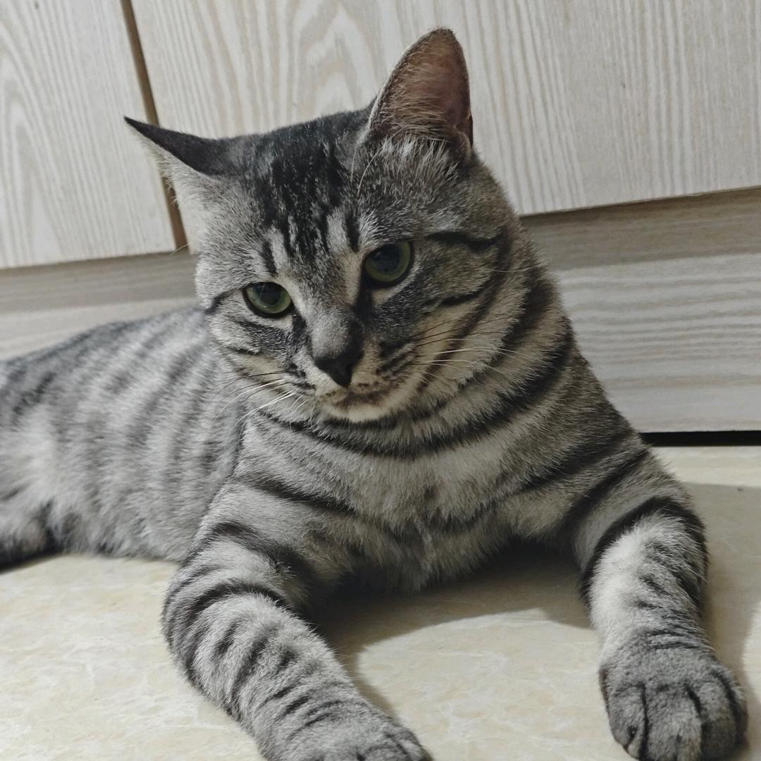 爆爆是只猫