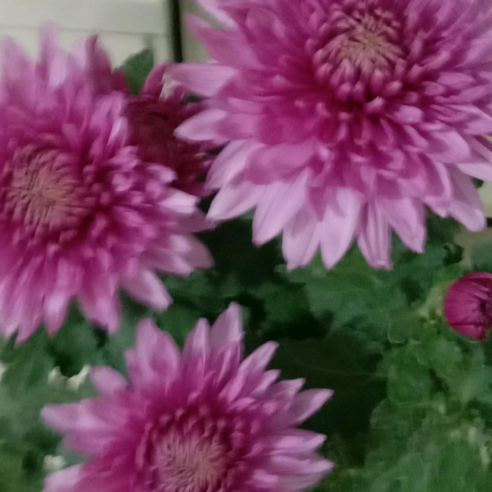 梅花香自苦寒来