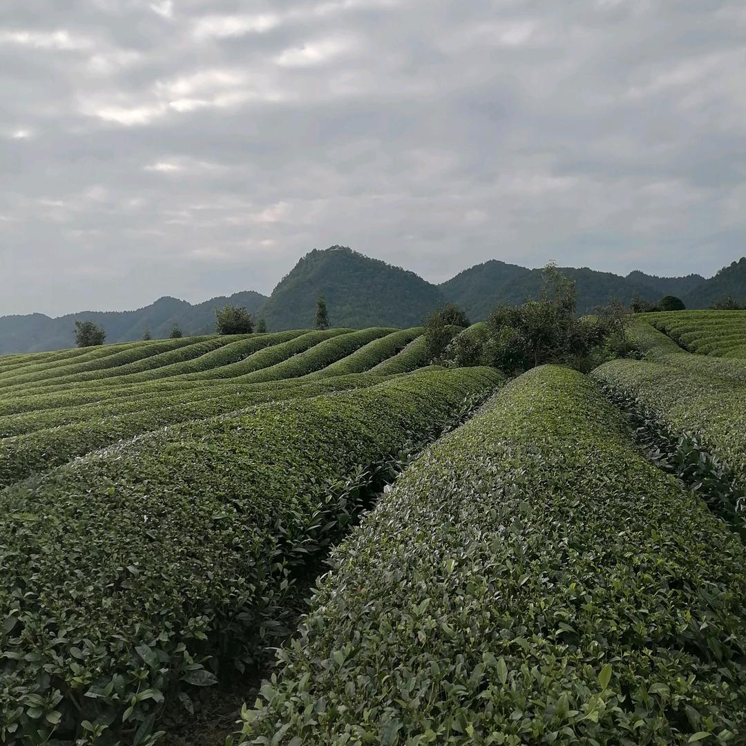 生活很苦，自己加糖。