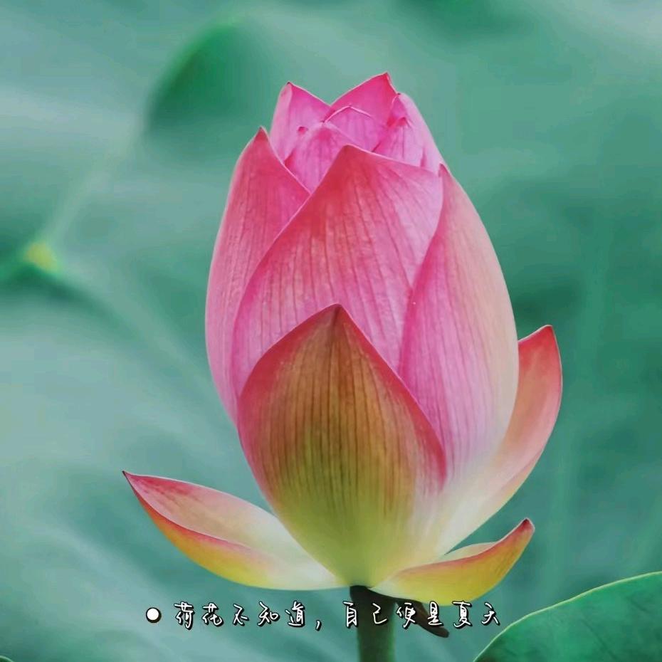 瑄宝呀