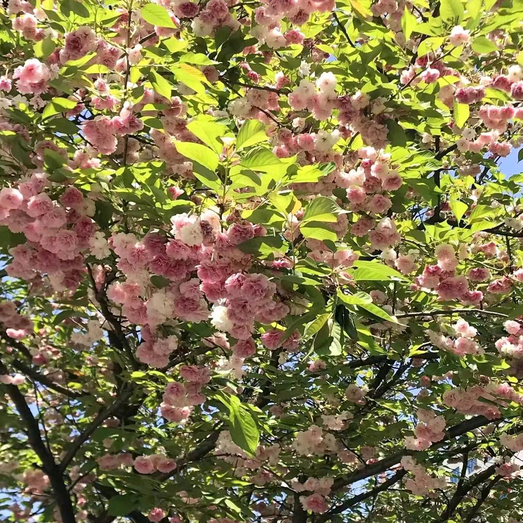 蔚蓝的天😊