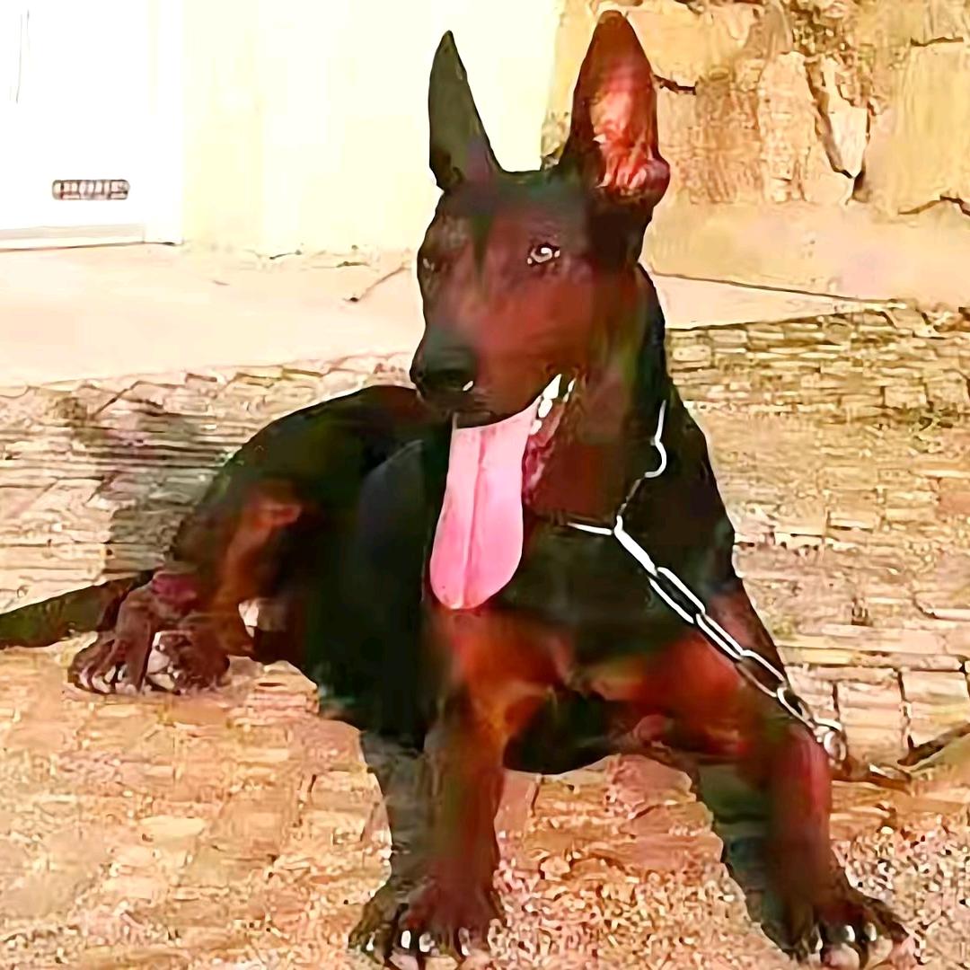 一诺狼犬养殖