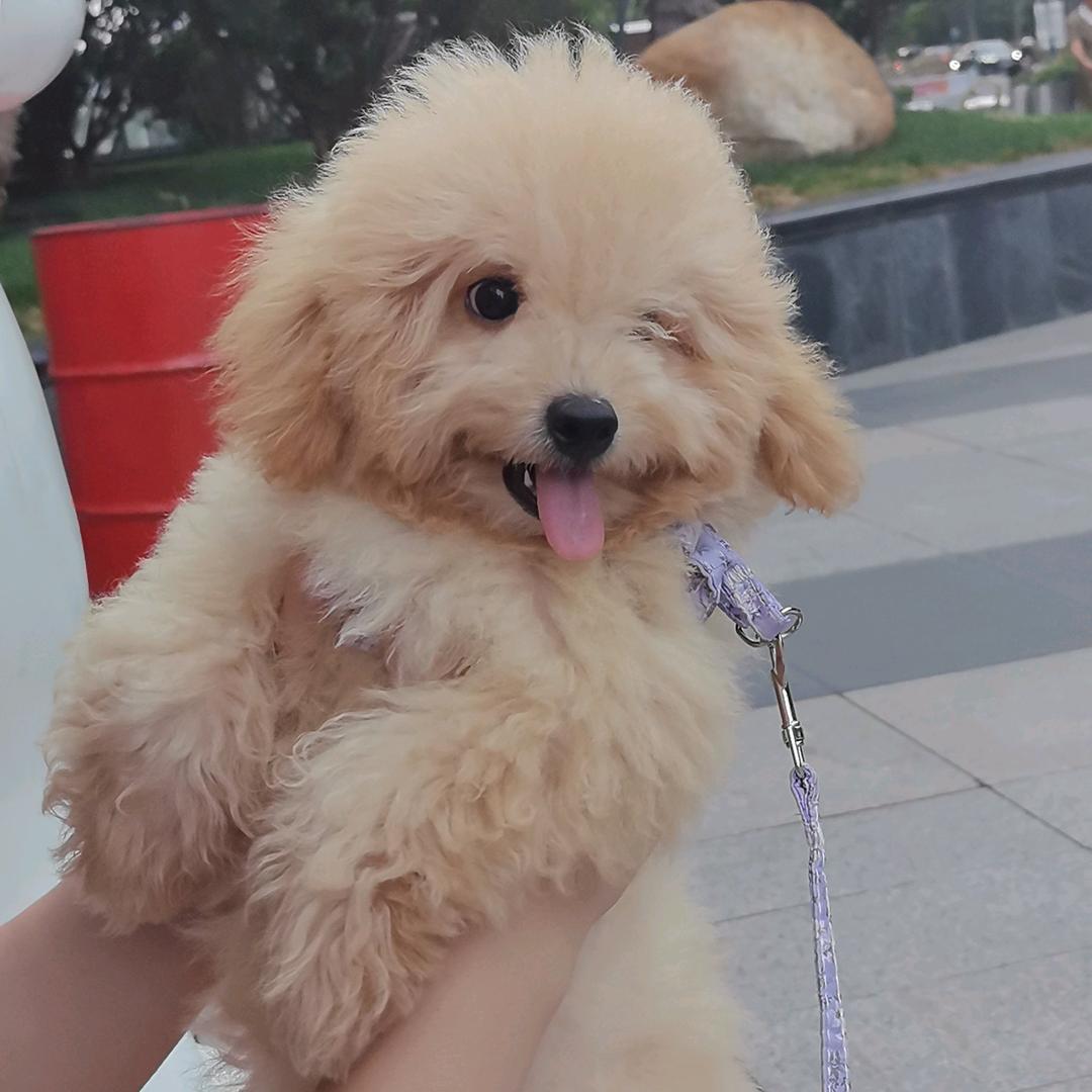 小熊穿上了性感的比基尼
