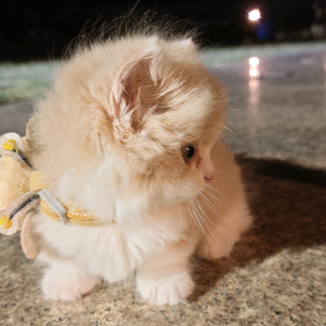 奶芙是只拿破仑