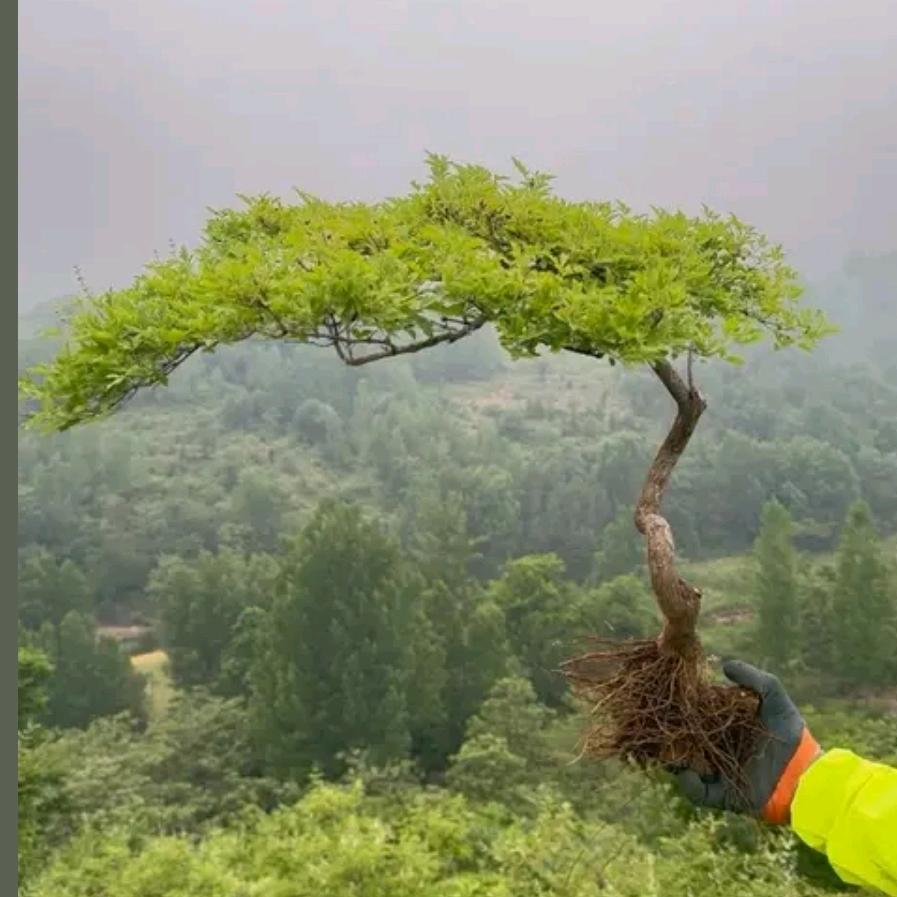 爲你荆选