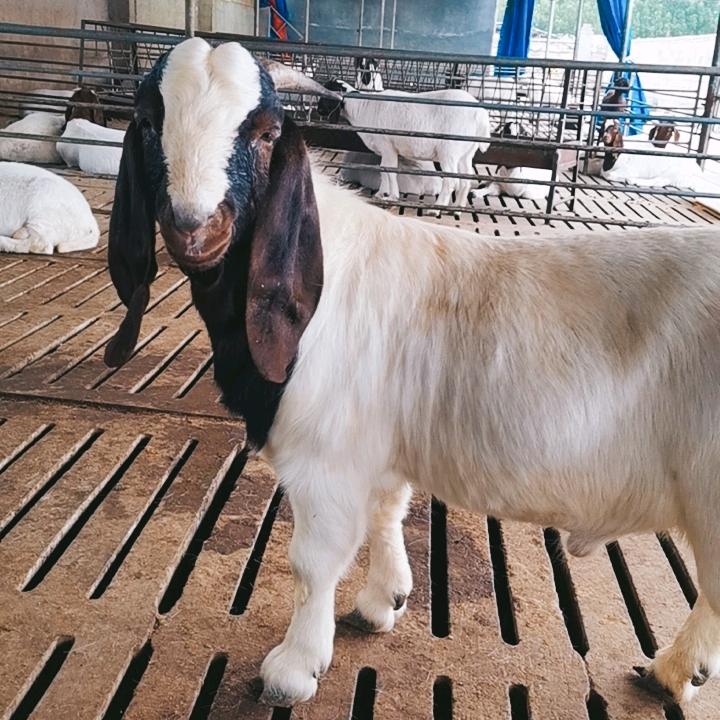 AAA大型肉牛羊养殖场