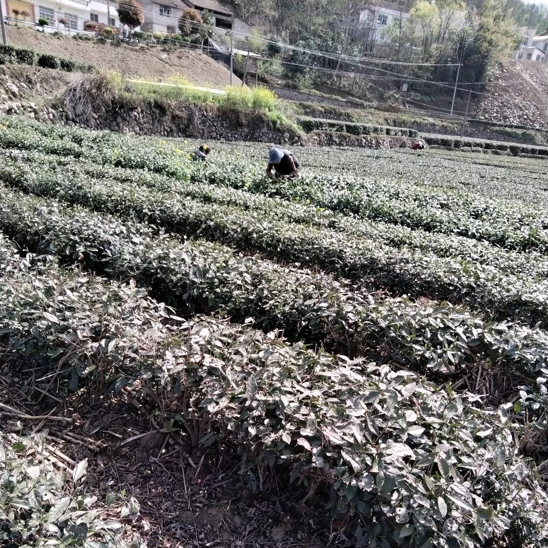 留香园茶农