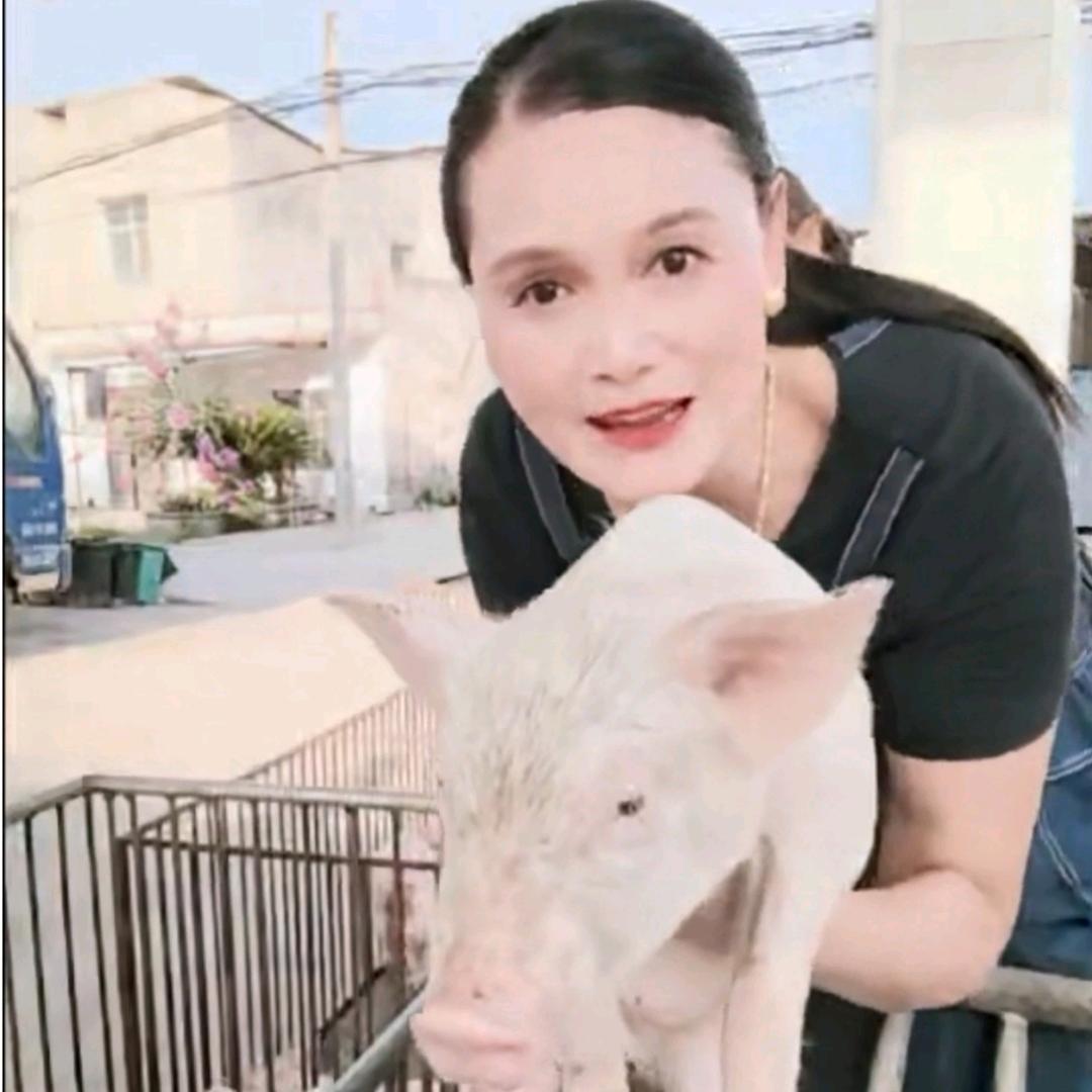 助农仔猪俏大嫂