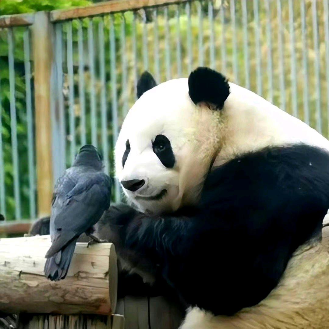 李子不是哟