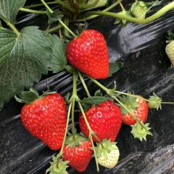 草莓🍓