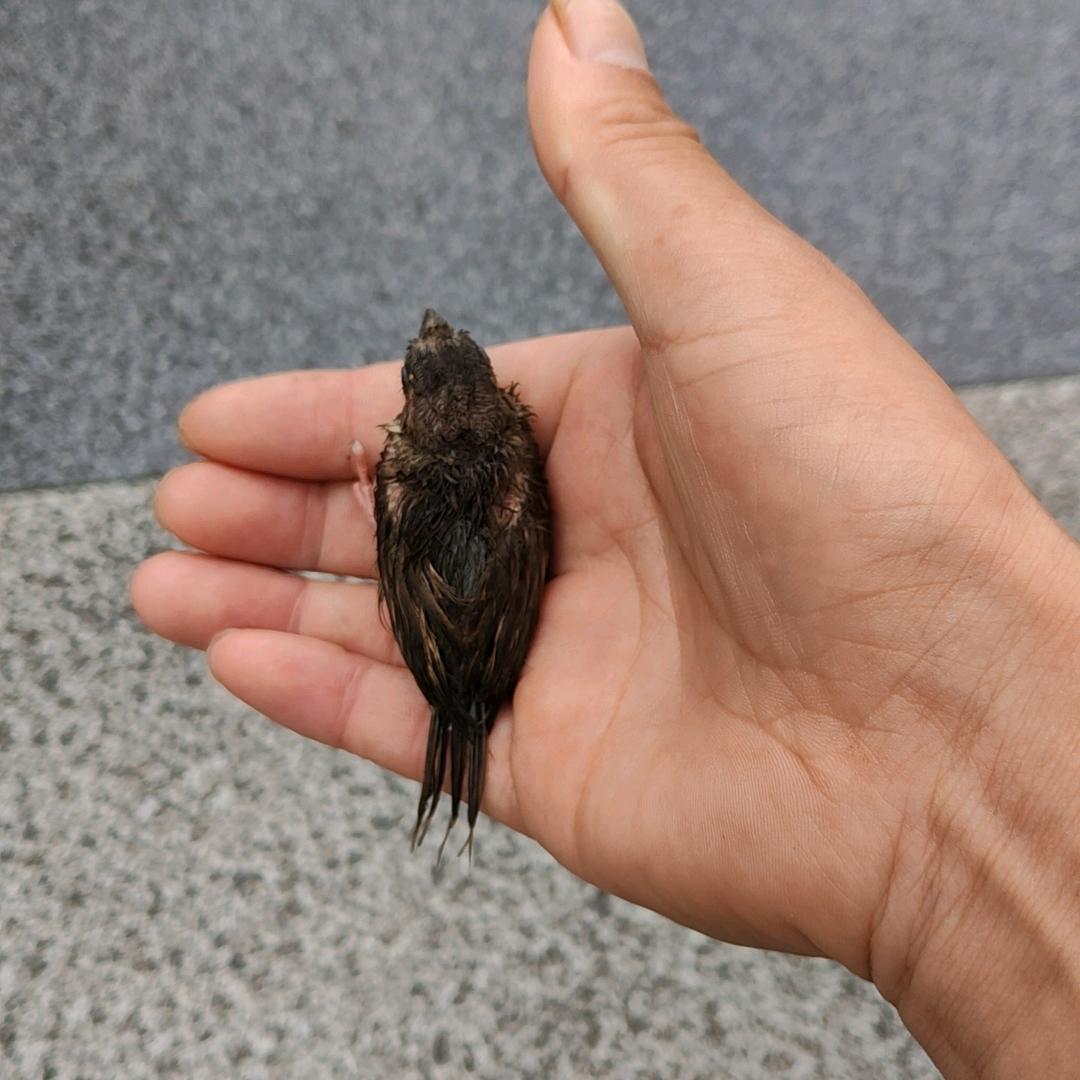 神迹（射日弓）