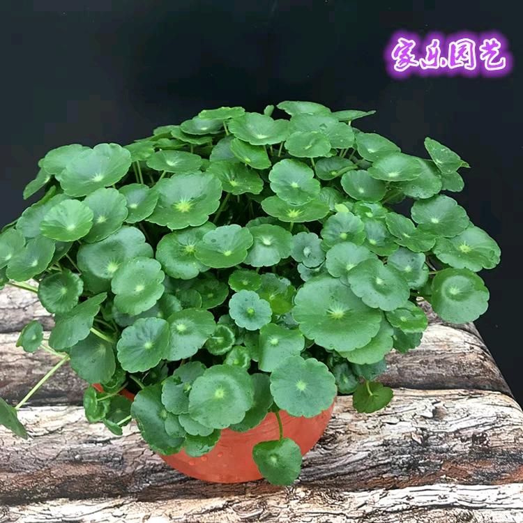 一束光🌹拥抱自我