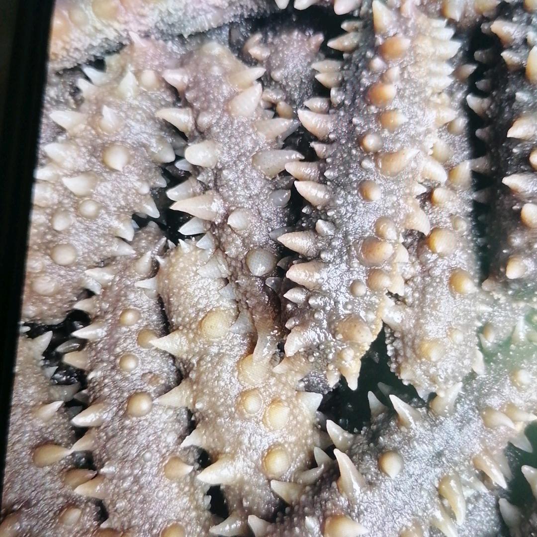 百万参家