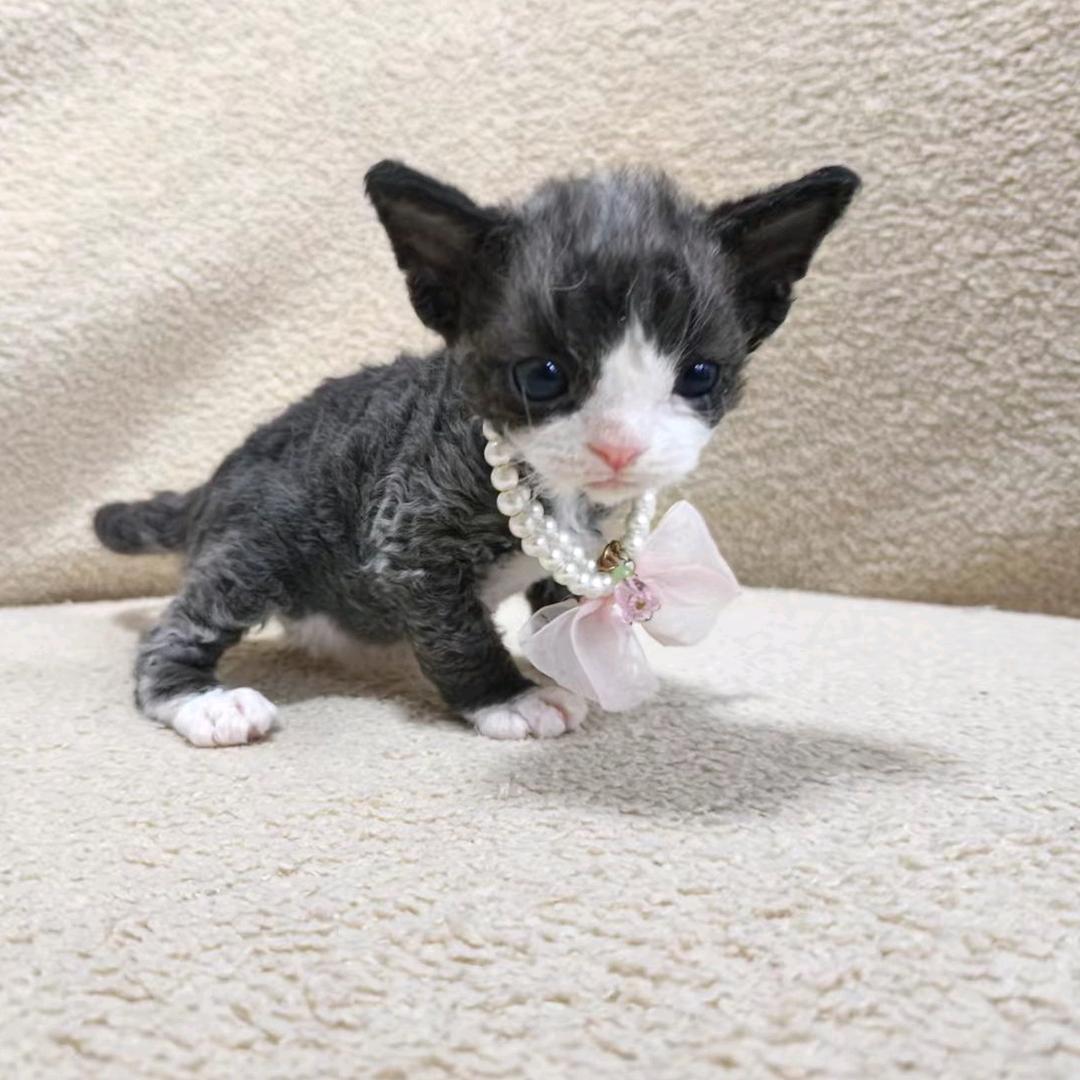 Pisces.德文卷毛猫