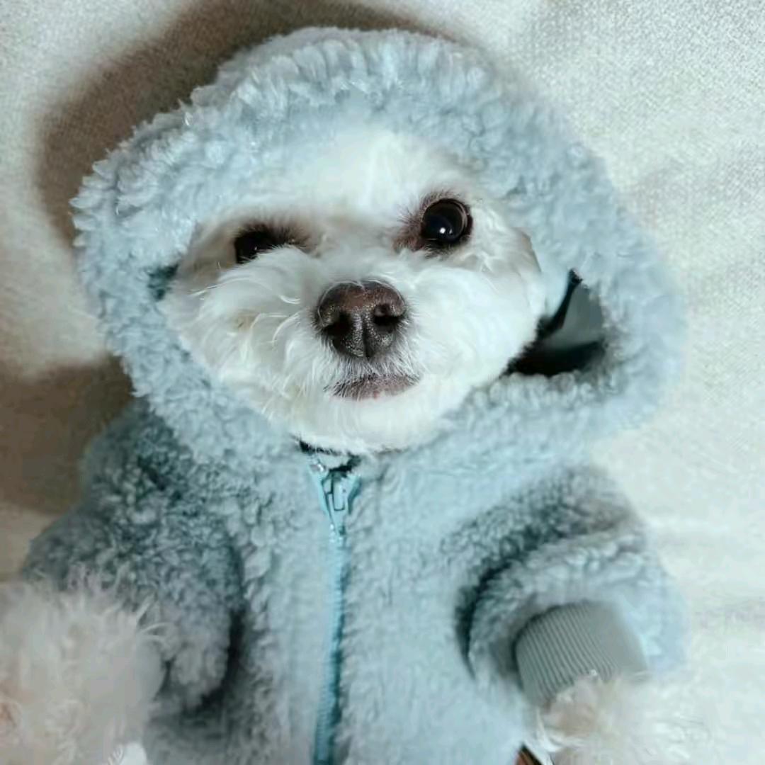 澳洲钓鱼佬小沈哥(已打狂犬疫苗版)