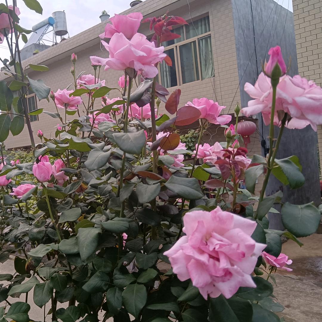 伤心的雨孤独的泪